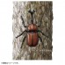 AN Ania Figure AS-37 Beetle