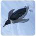 AN Ania Figure AS-11 Emperor Penguin (Floatable Ver.)
